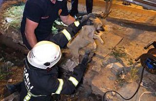 Toprak altında kalan köpeği elleri ile kazarak...