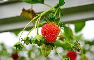 Trabzon’da bu yıl çilek üretimi 250 ton civarında...