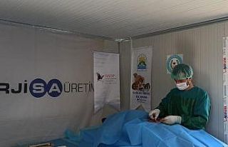 Tufanbeyli’de sokak hayvanları kısırlaştırıldı