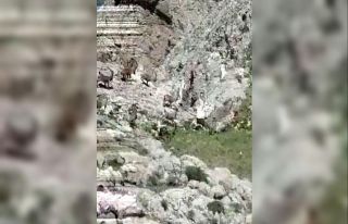 Tunceli’de çengel boynuzlu yaban keçi sürüsü...