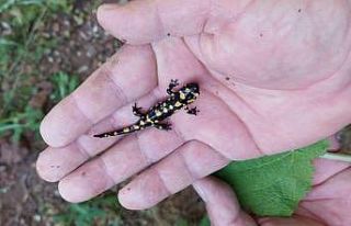 Tunceli’de lekeli ve benekli semenderleri izleme...