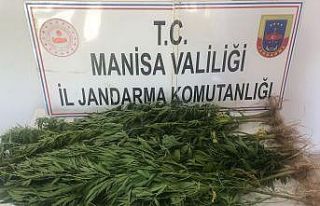 Turgutlu’da jandarma ekiplerinden kenevir operasyonu
