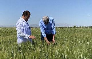 Türk yerli tohumu dünyaya açılıyor