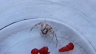 Türkiye’de 8 kez rastlanmıştı, 9’ncusu Sivas’ta...