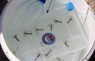 Türkiye’de bir ilk: ÇOMÜ’de yetiştirilen ıstakoz...