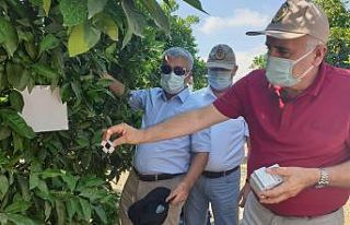 Turunçgil zararlısına karşı yararlı böcek salınımı...