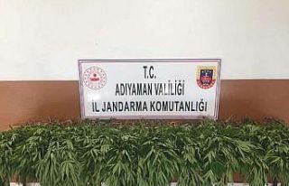 Tut ilçesinde kenevir bitkisi ele geçirildi