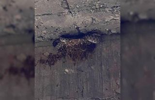 Üç metrelik yılan kırlangıç yavrularını yedi