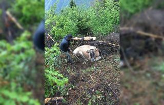 Uçuruma düşen ineği kurtarmak için seferber oldular