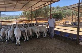 Üniversiteli kurbanlıklar satışa sunuldu