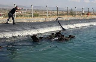 Ünlü domuz avcısı, kanala düşen yaban domuzlarını...