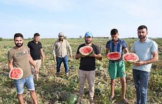 Üreticilerin ham karpuz tepkisi: Tarlada kalan karpuzları...