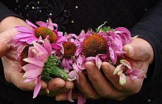 Uşak bahçeleri ekinezya ile çiçekleniyor