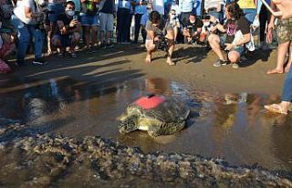 Uydudan izlenen yeşil deniz kaplumbağası 3 günde...