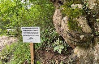Üzerinde el figürü oluşan ağaç koruma altına...