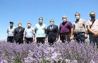 Vali Işık, lavanta tarlasında incelemelerde bulundu