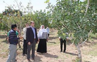 Vali Karaloğlu’ndan Bismil’de fıstık yetiştiricilerine...