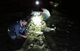 Van Gölü’nde 5 ton 450 kilogram inci kefali ele...