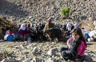 Van’da ’berivanlar’ süt sağmak için her gün...