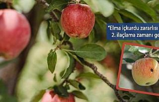 Van’da elma iç kurduna karşı ikinci ilaçlama...