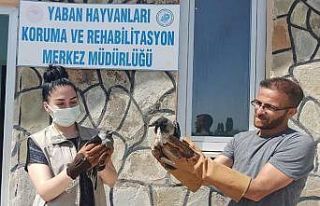 Van’da yaralı kuşlar tedavi altına alındı