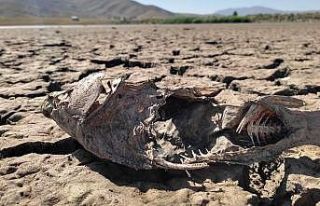 Van’daki göletlerde su sevisi kritik noktanın...