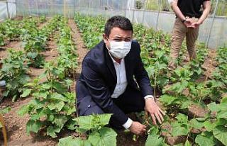Vartolu kadınlar salatalık üreterek aile bütçelerine...