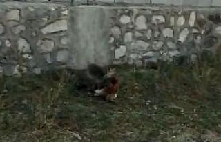 Vatandaşın, tavuğunu yiyen tilki ile diyaloğu...