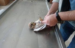 Yaban hayvanlarının tedavileri Kars’ta yapılıyor