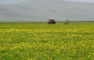 Yağışlar sonrası Ardahan ovası canlandı