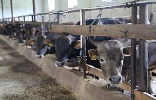 Yaklaşan Kurban Bayramı öncesi Artvinli besiciler...