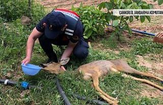 Yaralı karacaya jandarma şefkati