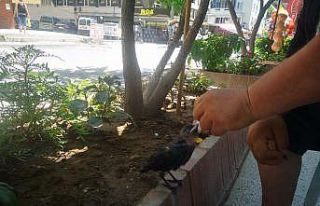 Yaralı kargaya esnaf sahip çıktı