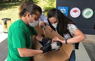 Yaralı kargaya ilk müdahaleyi yapıp elleriyle beslediler