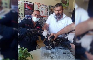 Yaralı kartala şefkat eli