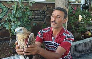 Yaralı Kızıl Şahin tedavi altına alındı