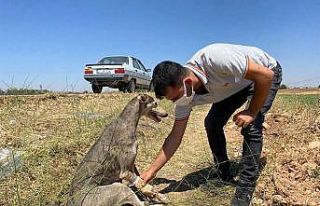 Yaralı köpek için seferber oldular