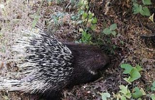Yaralı oklu kirpiye jandarma yardım elini uzattı
