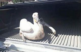 Yaralı pelikan tedavi altına alındı