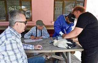 Yaren Leylek ve yavruları artık uydudan takip edilecek