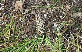 Yasa dışı göl soğanı sökümüne 80 bin 465...