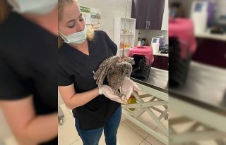 Yavru baykuşa Milli Parklar ekipleri sahip çıktı