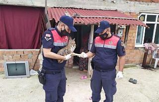 Yavru karacaya jandarma sahip çıktı