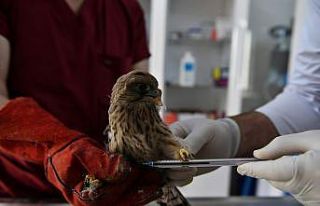 Yavru kerkenez tedavi altına alındı