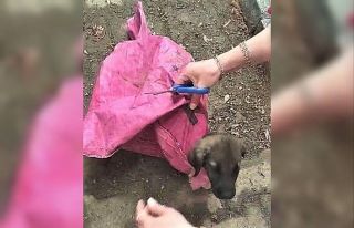 Yavru köpeği çuvala koyup, ağzını sıkı sıkıya...