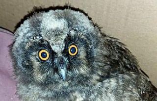 Yavru kulaklı orman baykuşu tedavi altına alındı