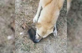 Yavruları kurtarılana kadar başlarında bekledi