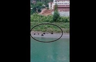 Yavrularında bulunduğu domuz sürüsü ilçeye indi