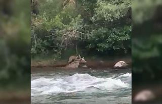 Yavrusu çayı geçemeyince anne ayı da geri döndü