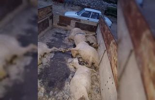 Yaylada doluya yakalanan sürüdeki 18 koyun telef...